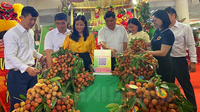 Thanh Ha early promotes lychee consumption